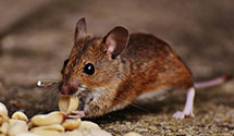 24 Hour & Emergency Exterminators in Dothan, AL